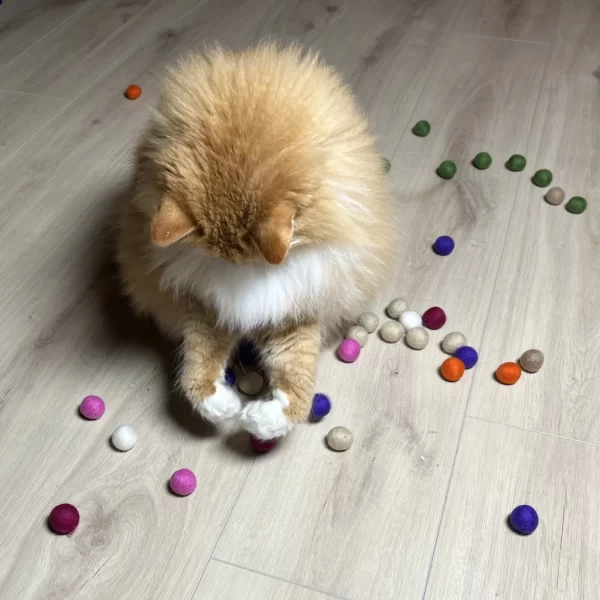 katt som leker med baller