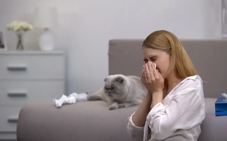 De 12 beste allergivennlige katterasene for allergikere