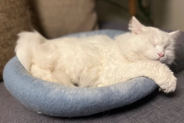 Lyseblå og hvit kattehule som seng med nala