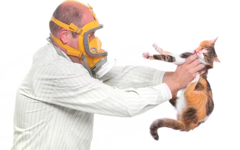 leve med katt og allergi