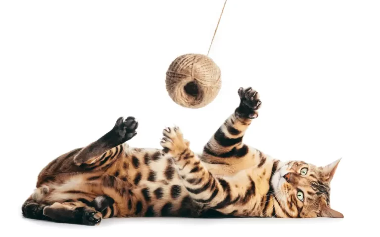 hjernetrim for katter